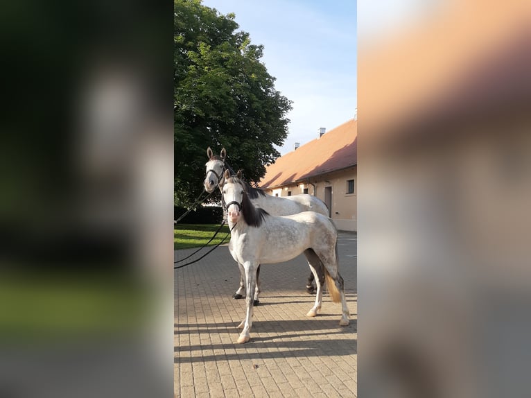 Kuc walijski sekcji B Klacz 10 lat 133 cm Siwa in St&#xFC;denitz-Sch&#xF6;nermark