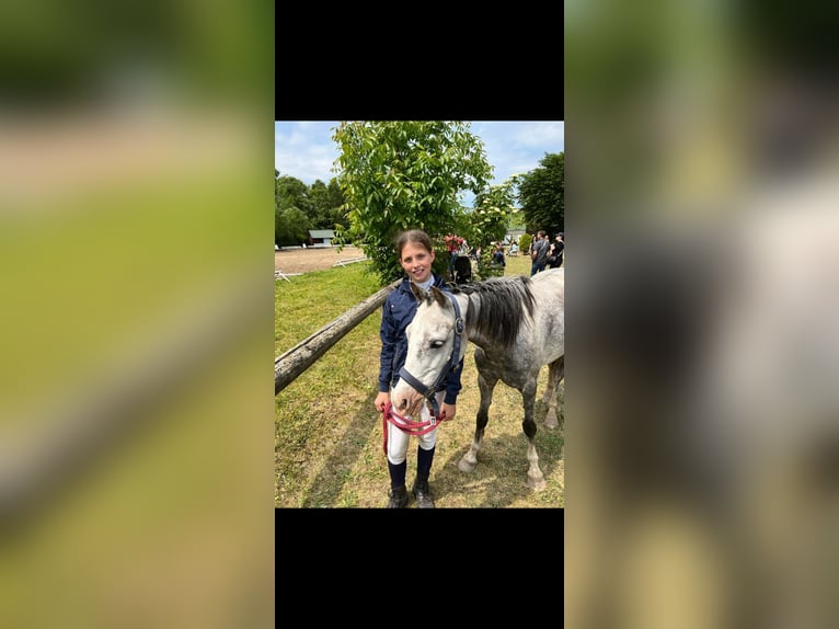 Kuc walijski sekcji B Klacz 10 lat 133 cm Siwa in St&#xFC;denitz-Sch&#xF6;nermark