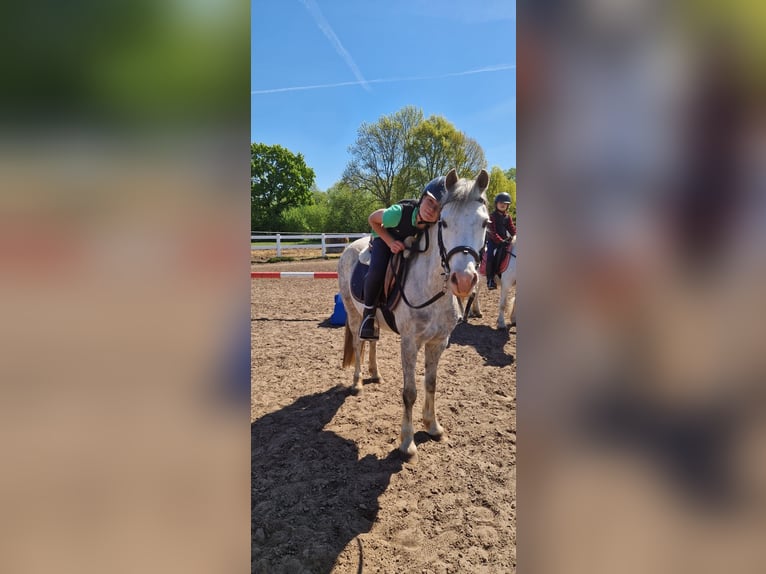 Kuc walijski sekcji B Klacz 10 lat 133 cm Siwa in St&#xFC;denitz-Sch&#xF6;nermark