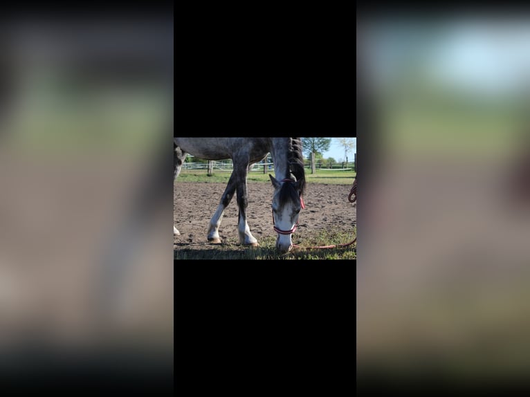 Kuc walijski sekcji B Klacz 10 lat 133 cm Siwa in St&#xFC;denitz-Sch&#xF6;nermark