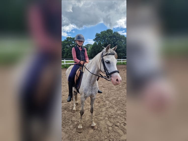 Kuc walijski sekcji B Klacz 10 lat 133 cm Siwa in St&#xFC;denitz-Sch&#xF6;nermark