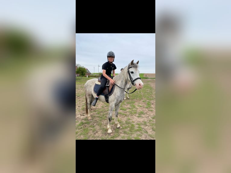 Kuc walijski sekcji B Klacz 10 lat 133 cm Siwa in St&#xFC;denitz-Sch&#xF6;nermark