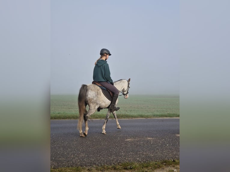 Kuc walijski sekcji B Klacz 10 lat 133 cm Siwa in St&#xFC;denitz-Sch&#xF6;nermark