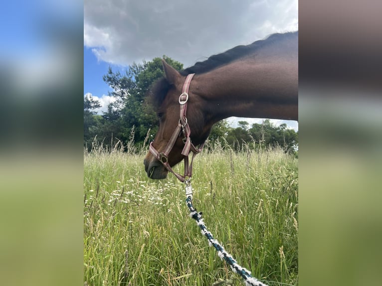 Kuc walijski sekcji B Klacz 10 lat 135 cm Gniada in Weiterstadt