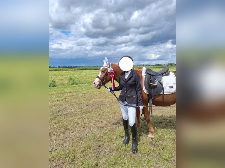 Kuc walijski sekcji B Mix Klacz 10 lat 140 cm Kasztanowata in Bremen