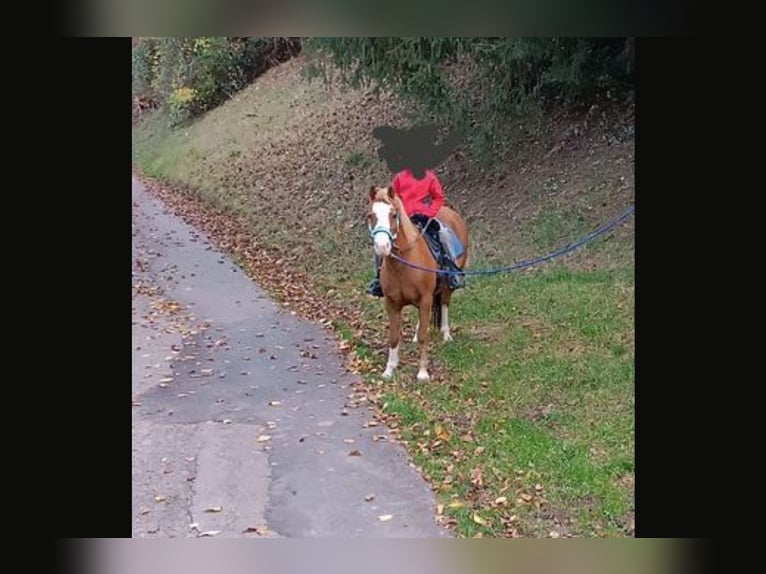 Kuc walijski sekcji B Klacz 11 lat 124 cm Kasztanowata in Auenwald