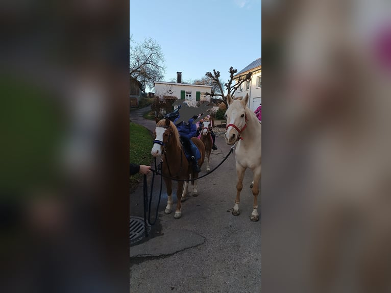 Kuc walijski sekcji B Klacz 11 lat 124 cm Kasztanowata in Auenwald