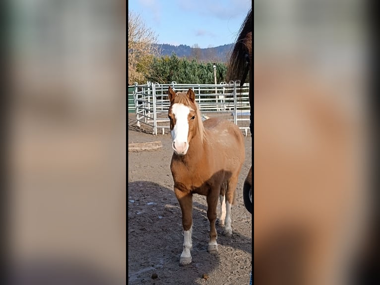 Kuc walijski sekcji B Klacz 11 lat 124 cm Kasztanowata in Auenwald