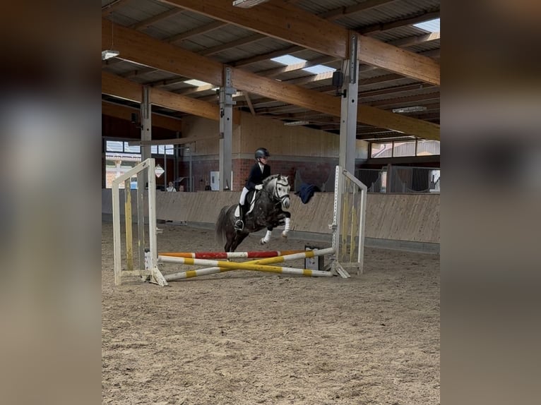 Kuc walijski sekcji B Klacz 11 lat 126 cm Siwa jabłkowita in Havixbeck