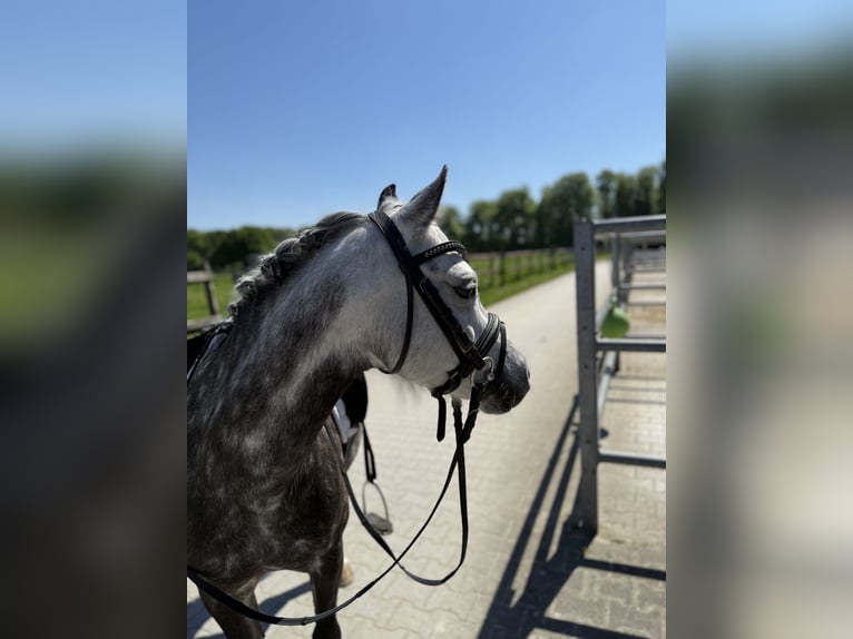 Kuc walijski sekcji B Klacz 11 lat 126 cm Siwa jabłkowita in Havixbeck
