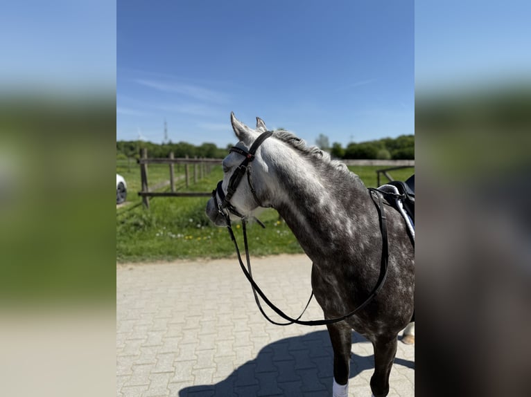Kuc walijski sekcji B Klacz 11 lat 126 cm Siwa jabłkowita in Havixbeck