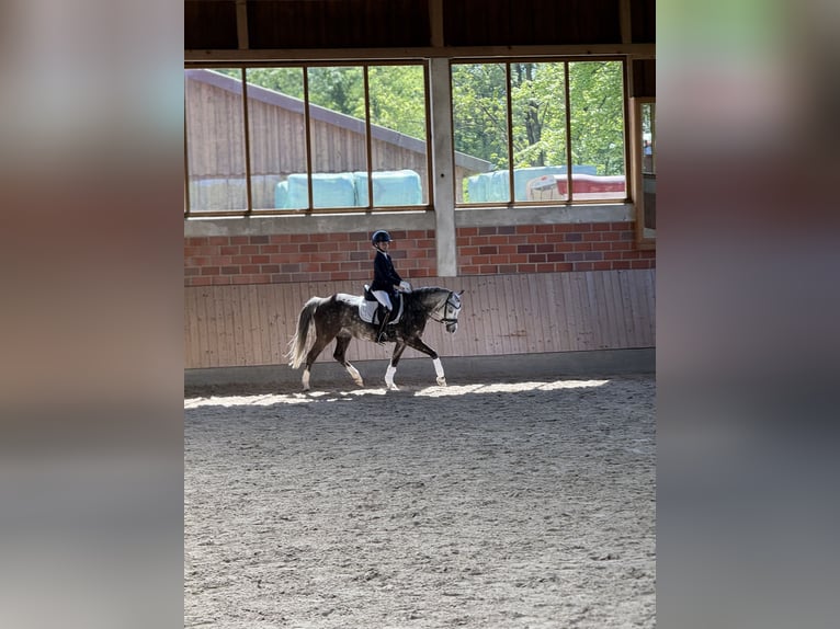 Kuc walijski sekcji B Klacz 11 lat 126 cm Siwa jabłkowita in Havixbeck