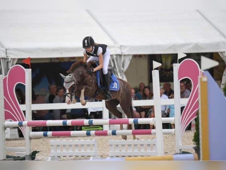 Kuc walijski sekcji B Klacz 11 lat 128 cm Kasztanowata in Basadingen