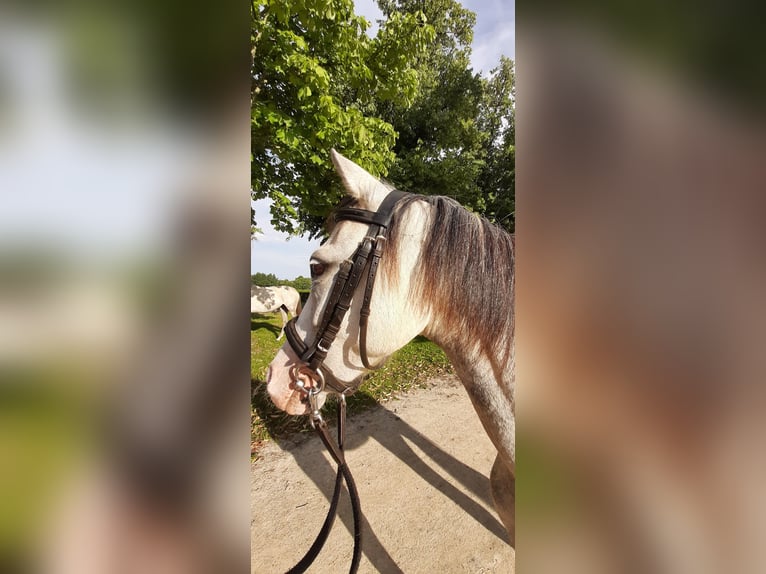 Kuc walijski sekcji B Klacz 11 lat 133 cm Siwa in Stüdenitz-Schönermark