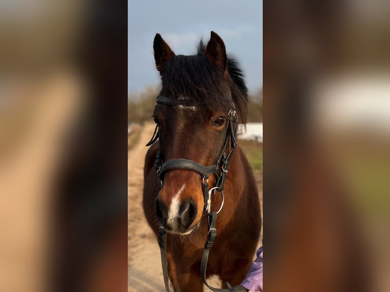 Kuc walijski sekcji B Klacz 11 lat 135 cm Gniada in Weiterstadt