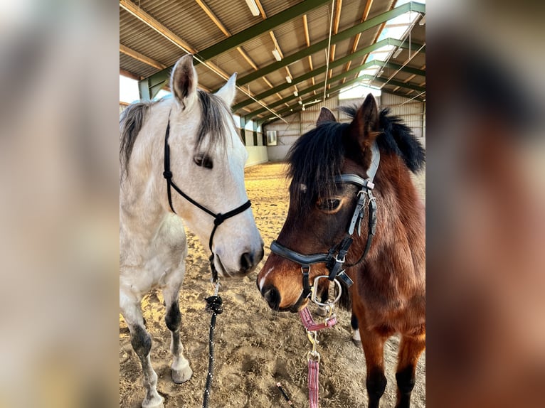 Kuc walijski sekcji B Klacz 11 lat 135 cm Gniada in Weiterstadt