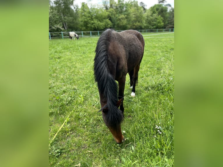 Kuc walijski sekcji B Klacz 11 lat 135 cm Gniada in Weiterstadt