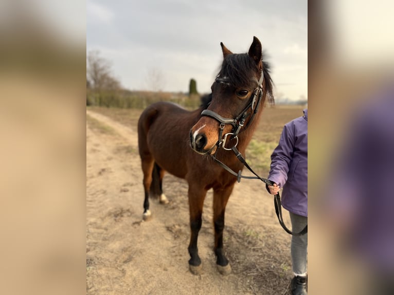 Kuc walijski sekcji B Klacz 11 lat 135 cm Gniada in Weiterstadt