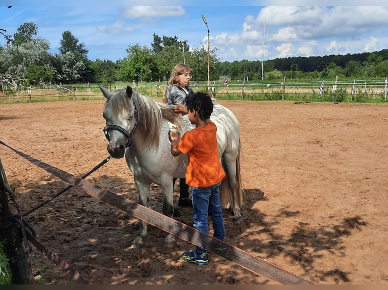 Kuc walijski sekcji B Klacz 12 lat 119 cm Siwa jabłkowita in Westerlee