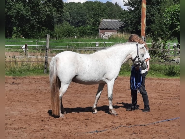 Kuc walijski sekcji B Klacz 12 lat 119 cm Siwa jabłkowita in Westerlee