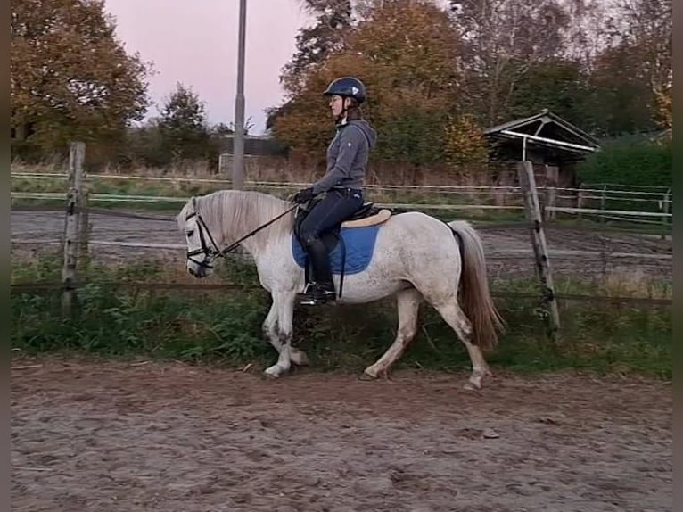 Kuc walijski sekcji B Klacz 12 lat 119 cm Siwa jabłkowita in Westerlee