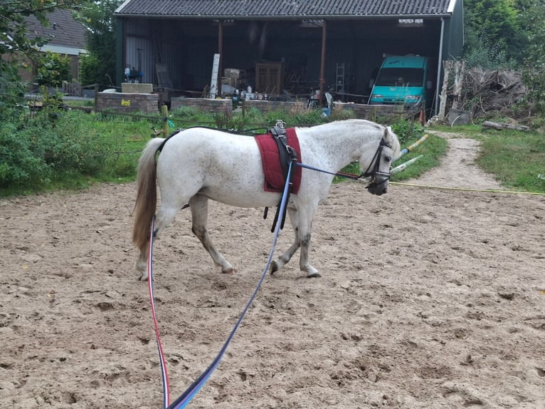 Kuc walijski sekcji B Klacz 12 lat 119 cm Siwa jabłkowita in Westerlee