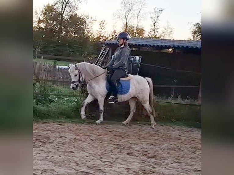 Kuc walijski sekcji B Klacz 12 lat 119 cm Siwa jabłkowita in Westerlee