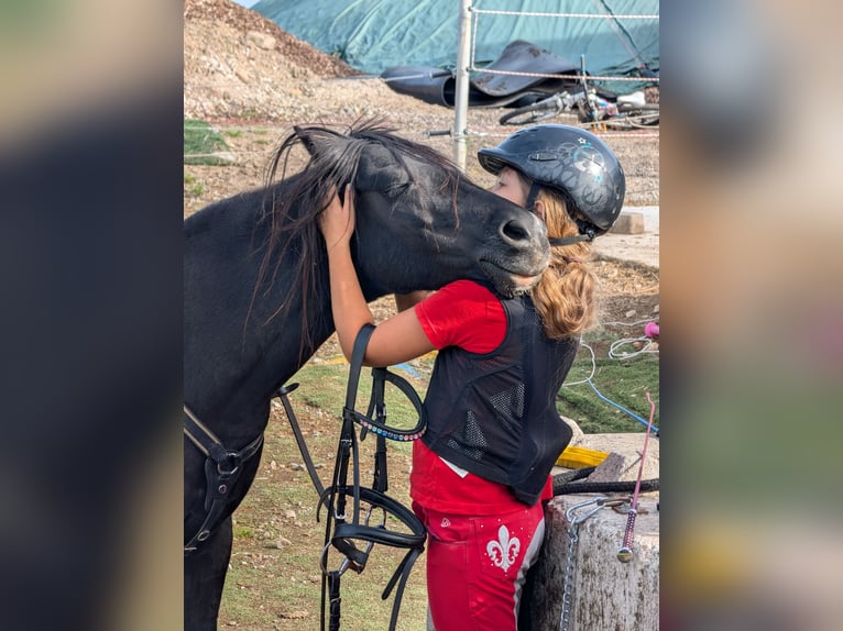 Kuc walijski sekcji B Mix Klacz 12 lat 128 cm Kara in Lautertal