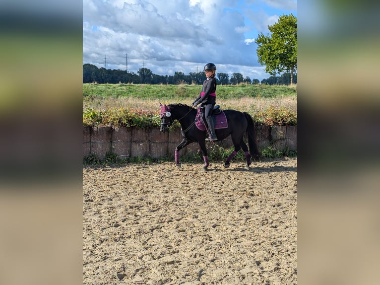 Kuc walijski sekcji B Mix Klacz 12 lat 128 cm Kara in Lautertal