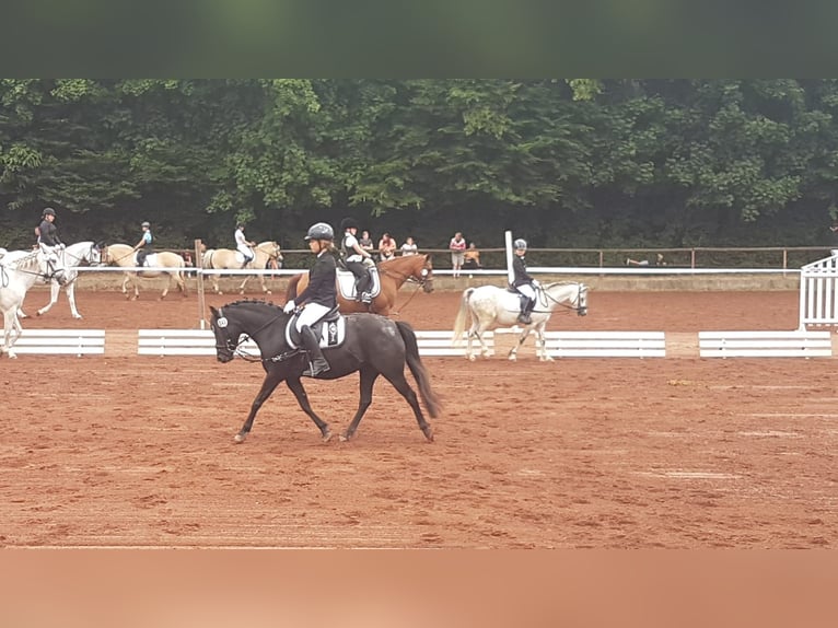 Kuc walijski sekcji B Mix Klacz 12 lat 128 cm Kara in Lautertal