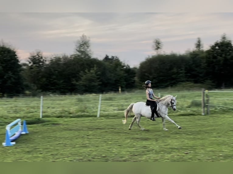 Kuc walijski sekcji B Klacz 12 lat 128 cm Siwa in Brockel