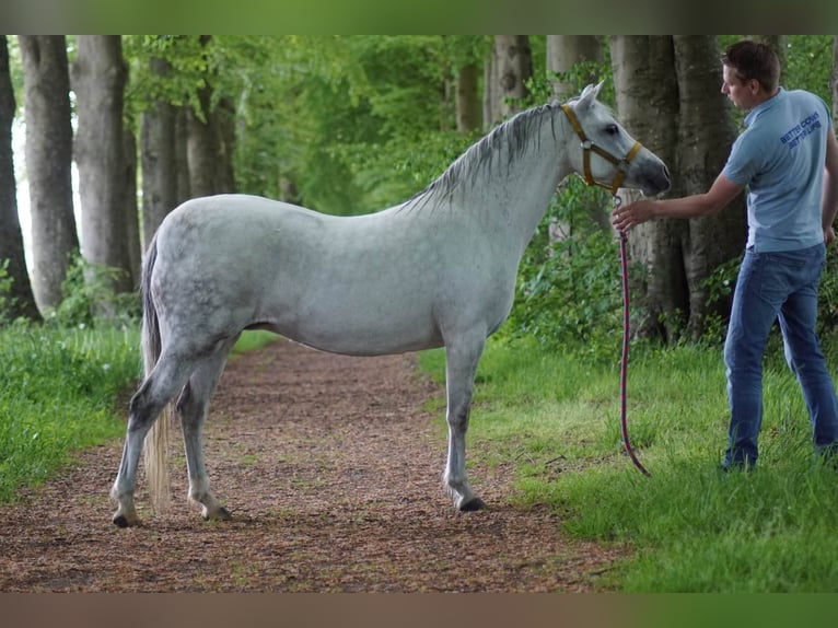 Kuc walijski sekcji B Klacz 12 lat 130 cm Siwa in 't Harde