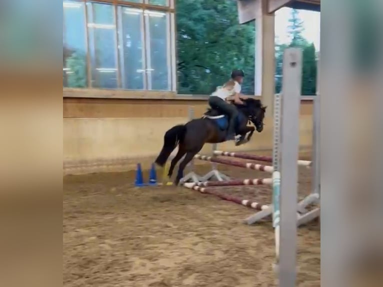 Kuc walijski sekcji B Klacz 12 lat 133 cm Gniada in Gräfelfing