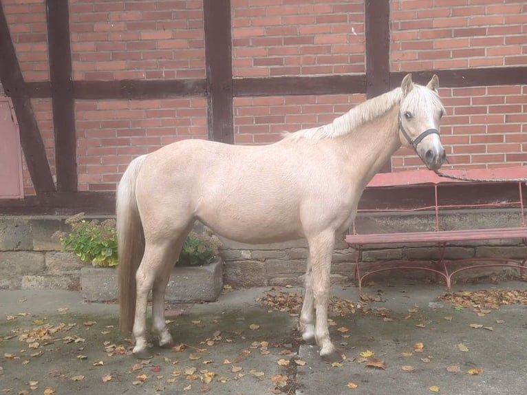 Kuc walijski sekcji B Klacz 12 lat 133 cm Izabelowata in Pattensen