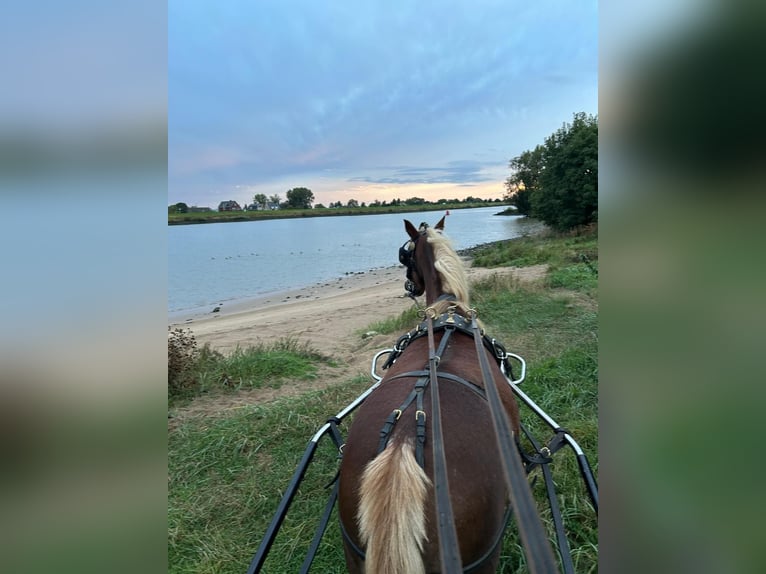 Kuc walijski sekcji B Klacz 13 lat 120 cm Jasnogniada in Nieuw-Vennep
