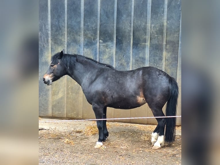 Kuc walijski sekcji B Mix Klacz 13 lat 120 cm Skarogniada in Unterpurkla