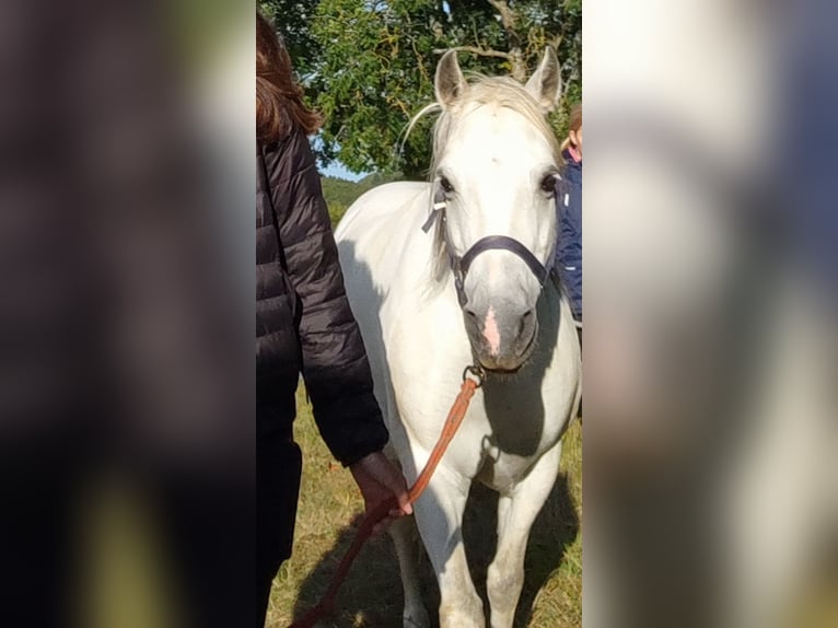 Kuc walijski sekcji B Mix Klacz 13 lat 130 cm Siwa jabłkowita in Breitenthal