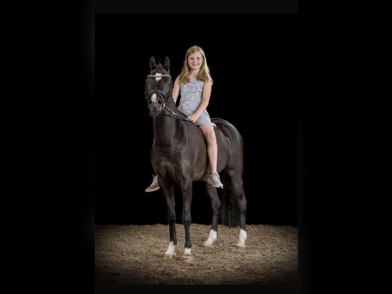 Kuc walijski sekcji B Klacz 13 lat 134 cm Kara in Wiershop