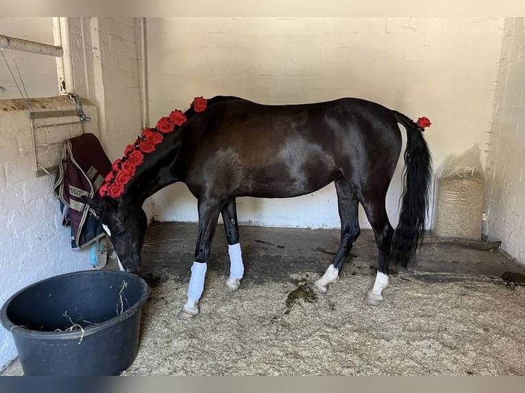 Kuc walijski sekcji B Klacz 13 lat 134 cm Kara in Wiershop