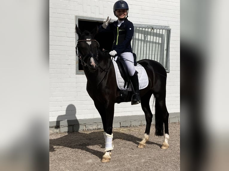 Kuc walijski sekcji B Klacz 13 lat 134 cm Kara in Wiershop