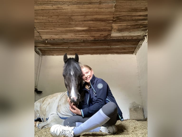 Kuc walijski sekcji B Klacz 13 lat 134 cm Kara in Wiershop