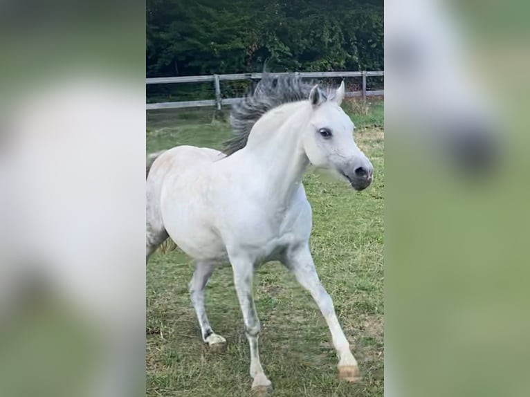 Kuc walijski sekcji B Klacz 13 lat 134 cm Siwa in Kindenheim