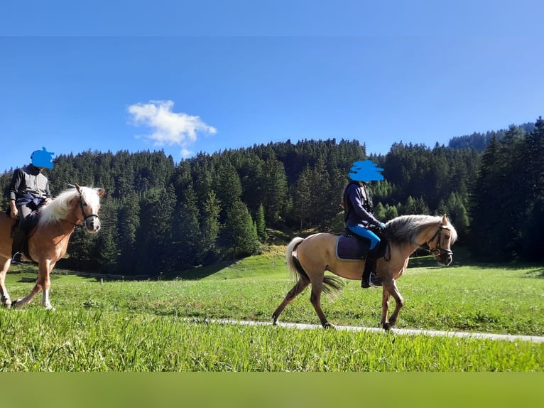 Kuc walijski sekcji B Mix Klacz 14 lat 120 cm Bułana in Nauders