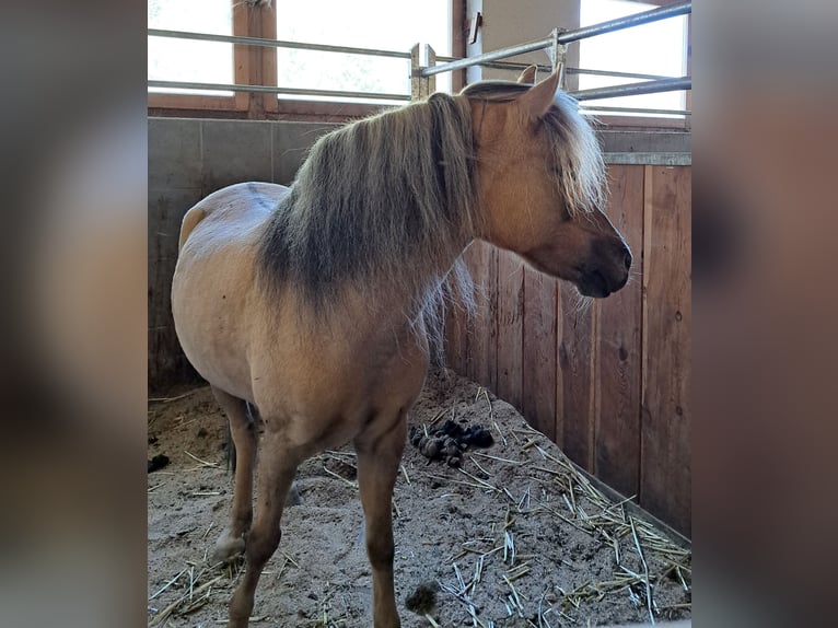 Kuc walijski sekcji B Mix Klacz 14 lat 120 cm Bułana in Nauders