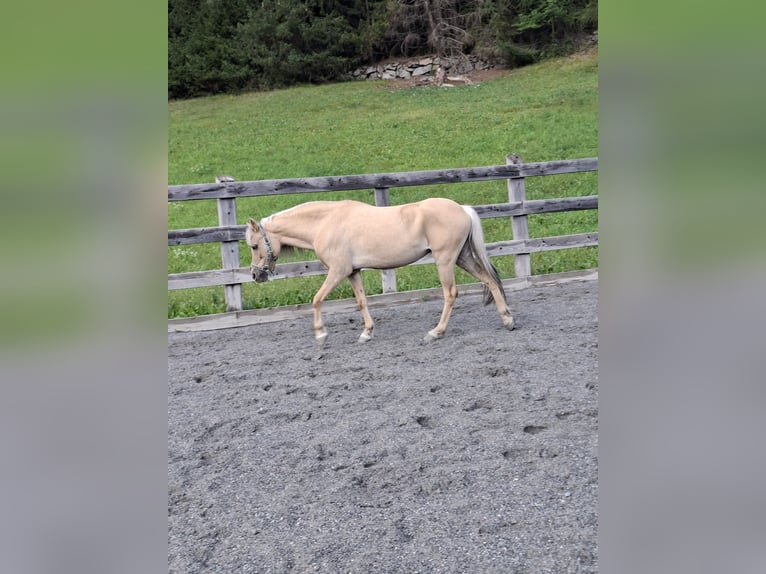 Kuc walijski sekcji B Mix Klacz 14 lat 120 cm Bułana in Nauders