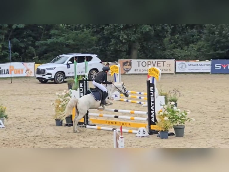 Kuc walijski sekcji B Klacz 14 lat 134 cm Siwa in Deuerling