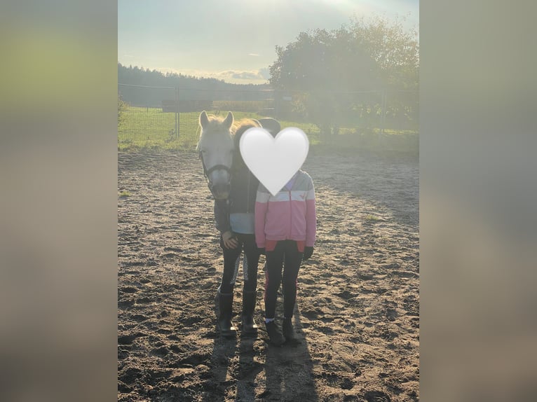 Kuc walijski sekcji B Klacz 14 lat 134 cm Siwa in Deuerling