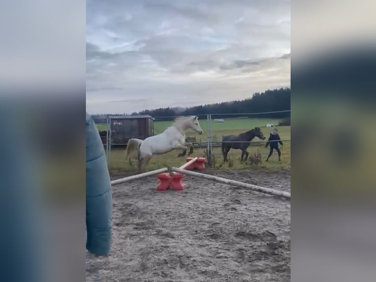 Kuc walijski sekcji B Klacz 14 lat 134 cm Siwa in Deuerling