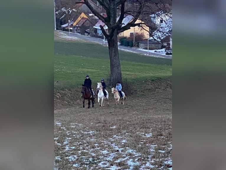 Kuc walijski sekcji B Klacz 14 lat 134 cm Siwa in Deuerling