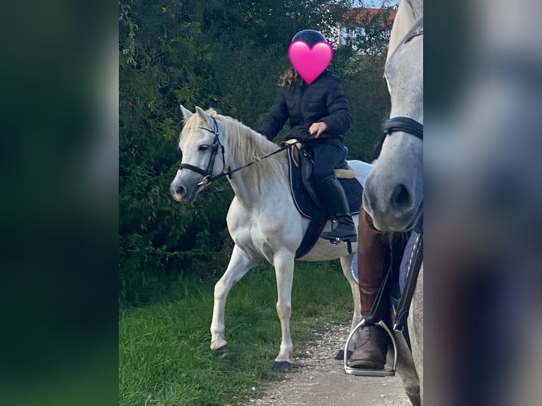 Kuc walijski sekcji B Klacz 14 lat 134 cm Siwa in Deuerling